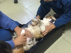 -美联众合宠物医院·爱萌分院·内外科·猫科中心