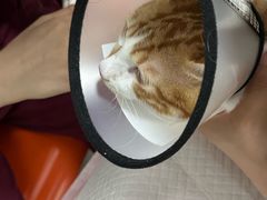 -伟伟宠物医院·瑞派猫友好医院·猫科(光谷店)