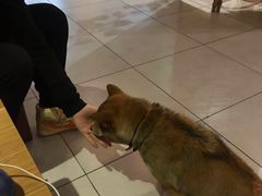 -柴务处·柴犬主题狗咖