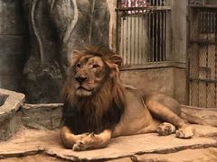 -清迈夜间动物园