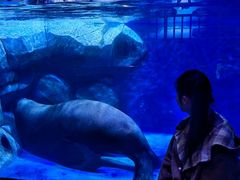 -上海海昌海洋公园-冰山北极馆