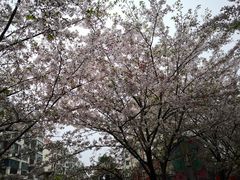 -高东镇樱花园