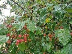 -意大利农场度假村