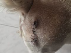 -北京观赏动物医院·24小时大型综合·猫专科·异宠专科