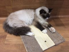 -猫色咖啡·猫咖