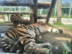 -西霞口神雕山野生动物世界