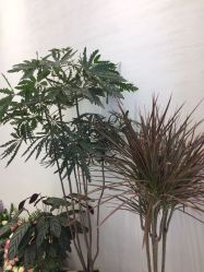 点击看大图 -霓·Hair