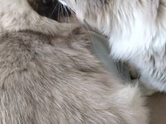 -鼓捣猫呢主题猫咖店