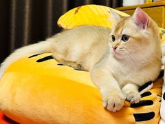 -北京观赏动物医院·24小时大型综合·猫专科·异宠专科