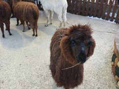 -大连森林动物园