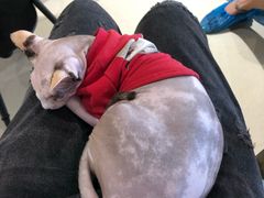 -藏猫猫咖啡主题馆(中央大道店)