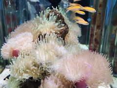 -太平洋海底世界