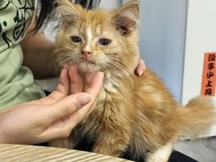 -楼上猫咖(罗湖店)