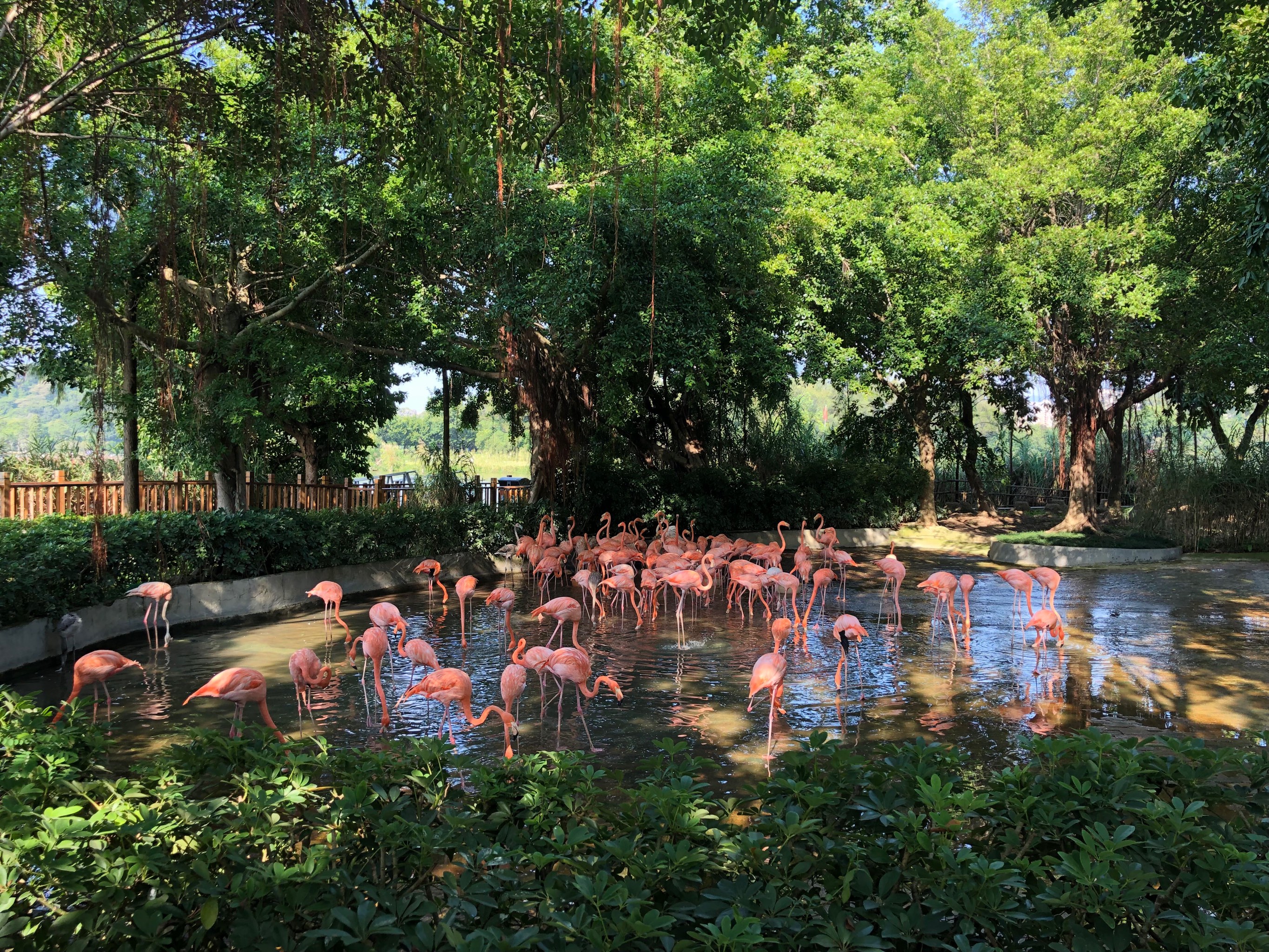 肇庆湿地公园简介图片