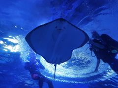 -海合安武汉极地海洋公园