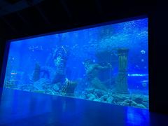 -哈尔滨波塞冬海底世界