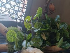 -湘当爱·鲜煮现炒(松岗立业路店)