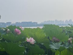 -金鸡湖桃花岛