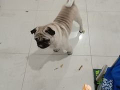 -柚子宠物(伊珊娜调理店)