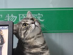-半岛宠物医院24小时(科华中路店)