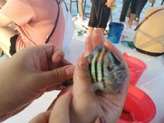 -小猫钓鱼海钓俱乐部(椰梦长廊店)