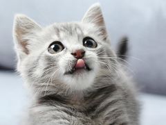 菜包和肉包-老盛昌汤包(北艾店)