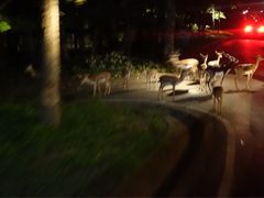 -清迈夜间动物园