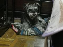 -艾贝尔宠物诊疗