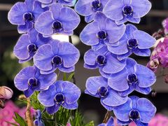 -双季花艺园艺市场(浦东店)