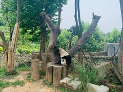 -都江堰中华大熊猫苑
