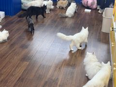 -青石桥花鸟鱼虫市场(叠翠城店)