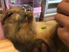 -藦茜花园宠物主题亲子互动体验馆(国顺东路店)