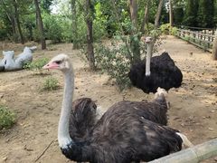 -大连森林动物园