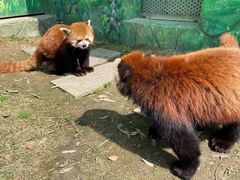-常州淹城野生动物世界