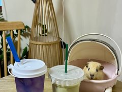 -楼上猫咖(罗湖店)
