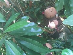 -Jungle Kitchen