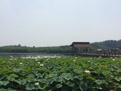 iphone_upload_pic-溱湖国家湿地公园