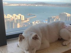 -柴犬小屋·柴餐厅·狗咖食堂(金鼎广场店)