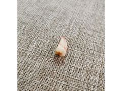 -上海市杨浦区牙病防治所