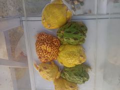 -中环花鸟鱼虫市场