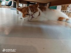 -飞行喵MR PILOT|猫舍·猫咖(静安大融城店)