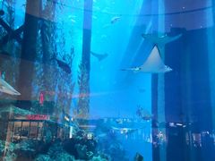 -迪拜水族馆及水下动物园