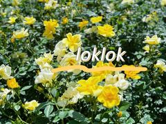 -人民公园(罗湖区)