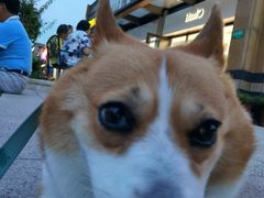 -爱侣宠医·鹦鹉专科·小型哺乳类·异宠专科(灵石路店)