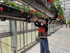 -建德果蔬乐园绪塘草莓基地