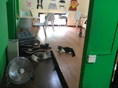 -李小姐の猫咖啡馆(五角场店)