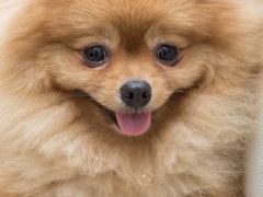 -瑞鹏宠物医院犬猫全科(真大分院)