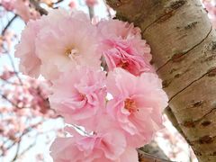 -天适樱花悠乐园
