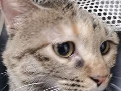 -瑞派·关忠动物医院·猫专科·犬专科(三环新城店)