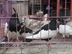 -哈尔滨道外花鸟鱼市场